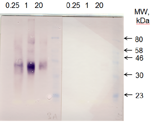 western blot using FAB2 antibody